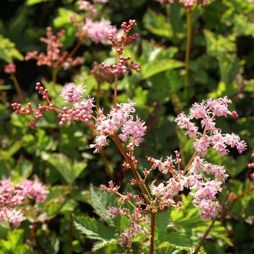 Filipendula Kahome, Reine des prés (Flowering)