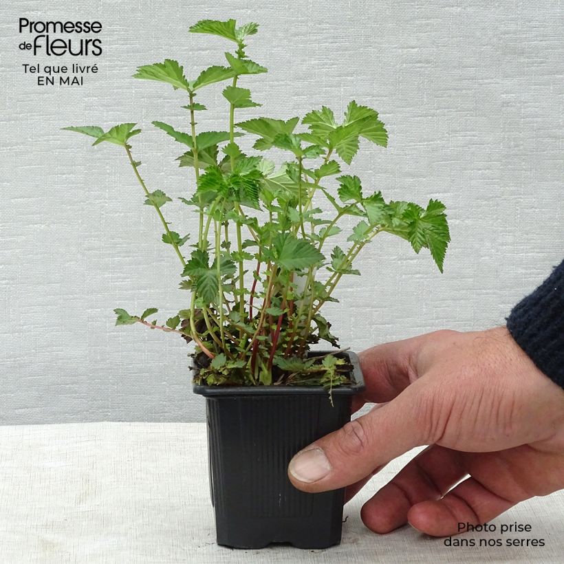 Example of Filipendula Kahome, Reine des prés Godet de 8/9 cm as you get in printemps