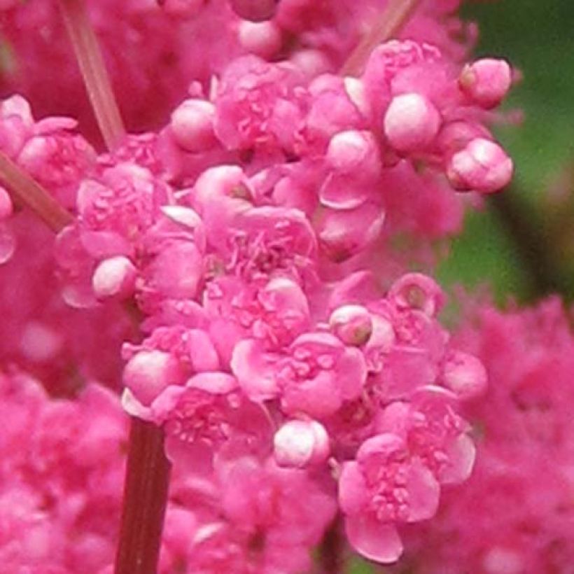 Filipendula purpurea - Reine des prés (Floraison)