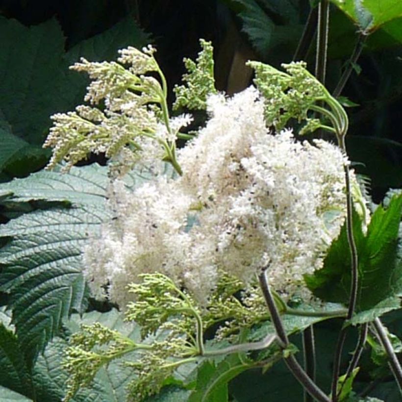 Filipendula camtschatica - Reine des prés (Floraison)