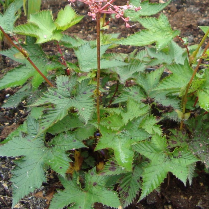 Filipendula multijuga, Reine des prés (Feuillage)