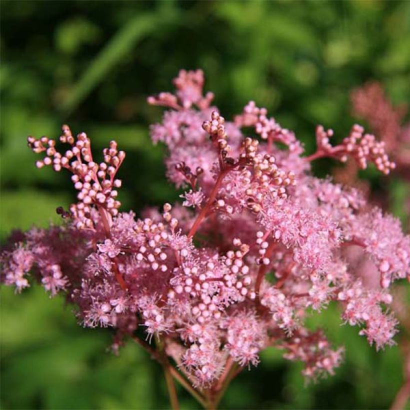 Filipendula palmata Nana - Filipendule palmée (Flowering)