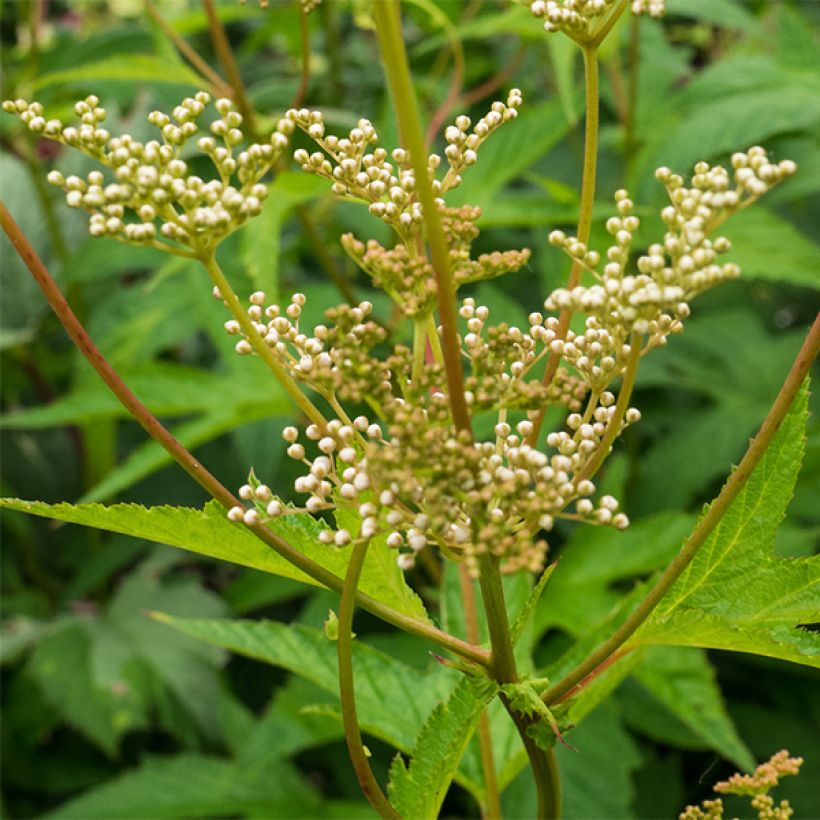 Filipendula purpurea Alba - Reine des prés (Flowering)