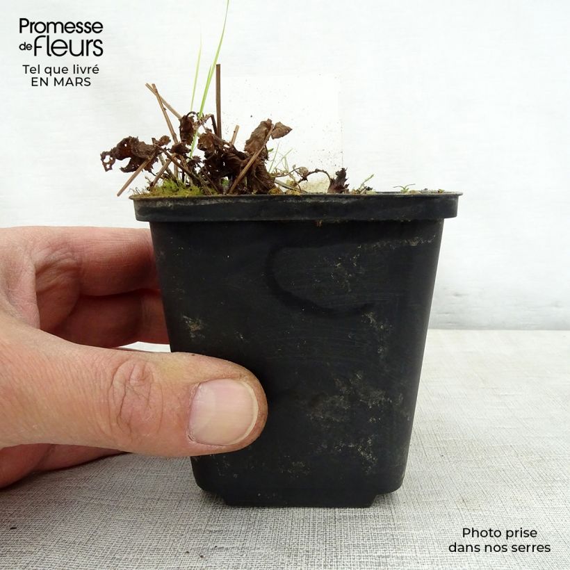 Example of Filipendula purpurea Alba - Reine des prés Godet de 8/9 cm as you get in printemps