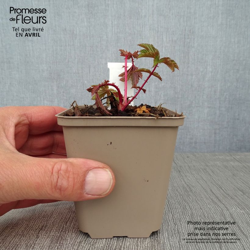 Example of Filipendula purpurea Elegans, Reine des prés Godet de 8/9 cm as you get in printemps