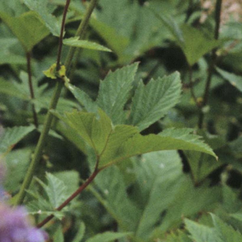 Filipendula purpurea Elegans, Reine des prés (Foliage)