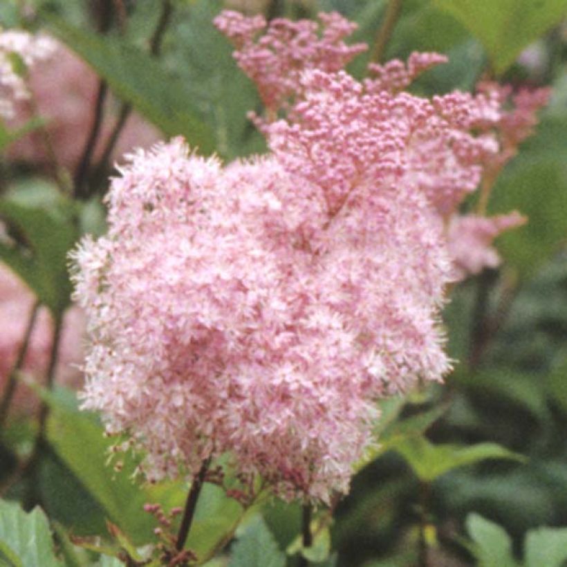 Filipendula purpurea Elegans, Reine des prés (Flowering)