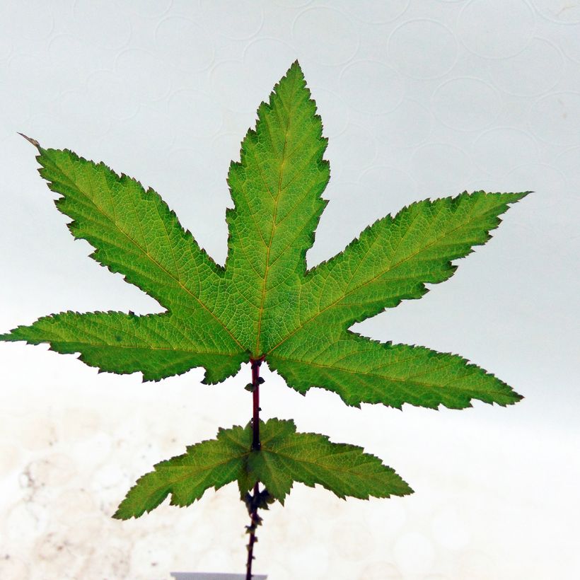 Filipendula rubra Venusta - Reine des prés (Foliage)