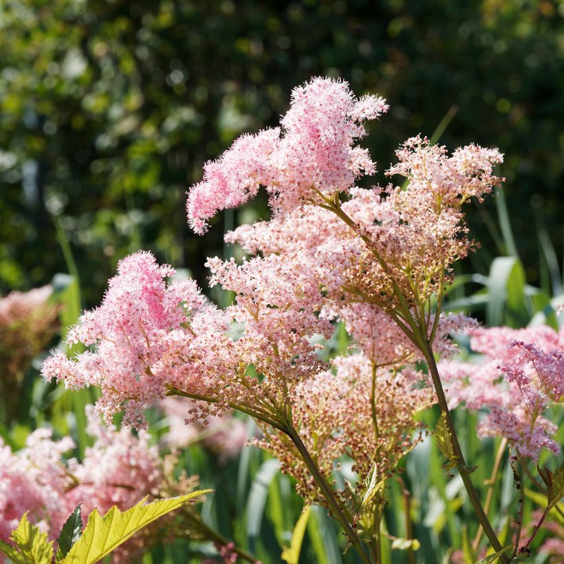Filipendula rubra Venusta - Reine des prés (Flowering)