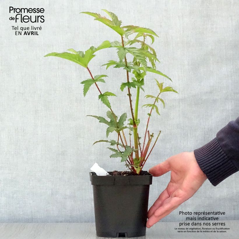Example of Filipendula rubra Venusta - Reine des prés Pot de 2L/3L as you get in printemps
