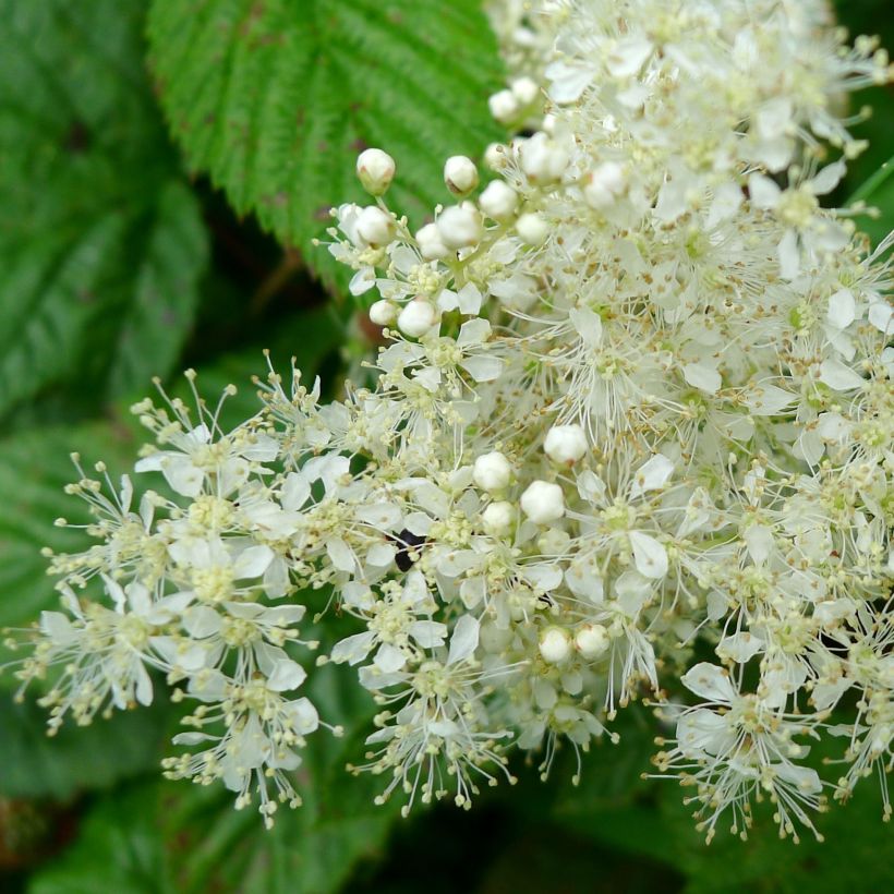 Filipendula ulmaria - Reine des prés (Flowering)