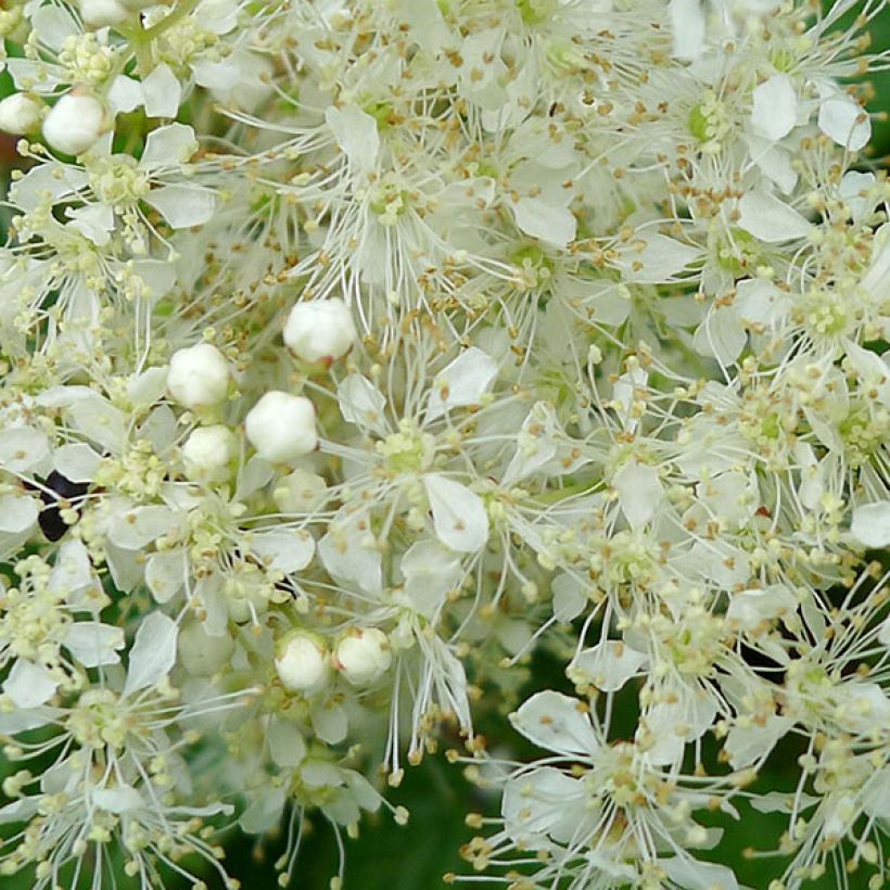Filipendula ulmaria Aurea - Reine des prés (Flowering)