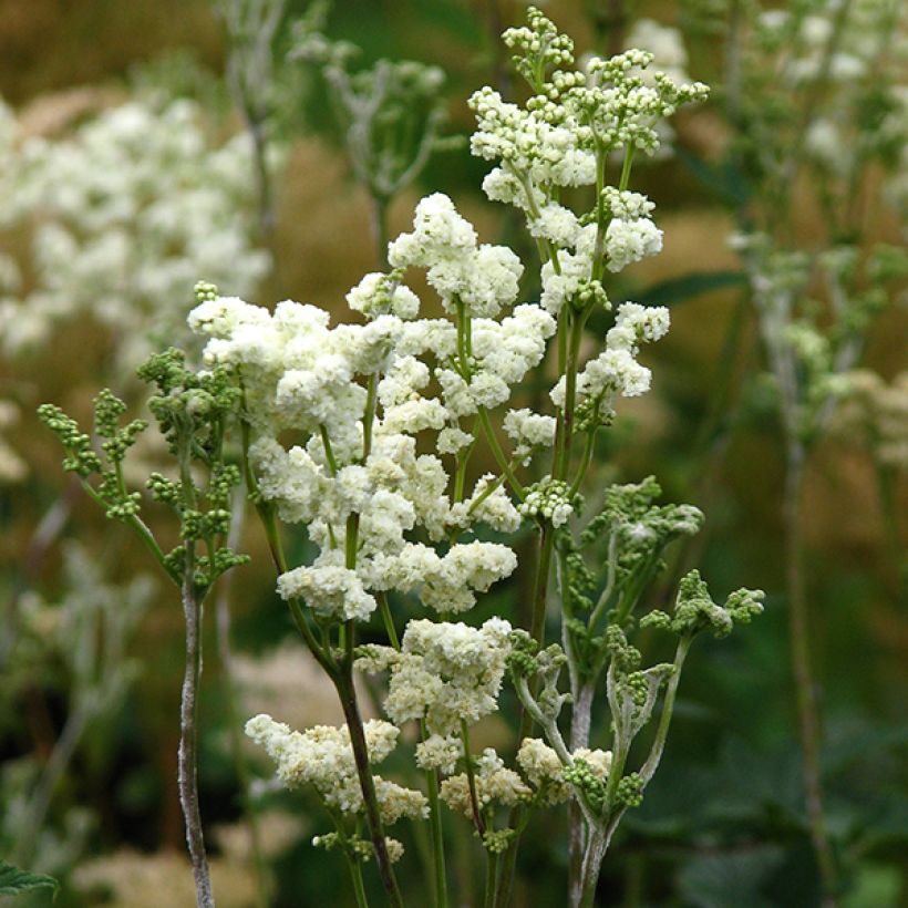 Filipendula ulmaria Plena - Reine des prés (Flowering)