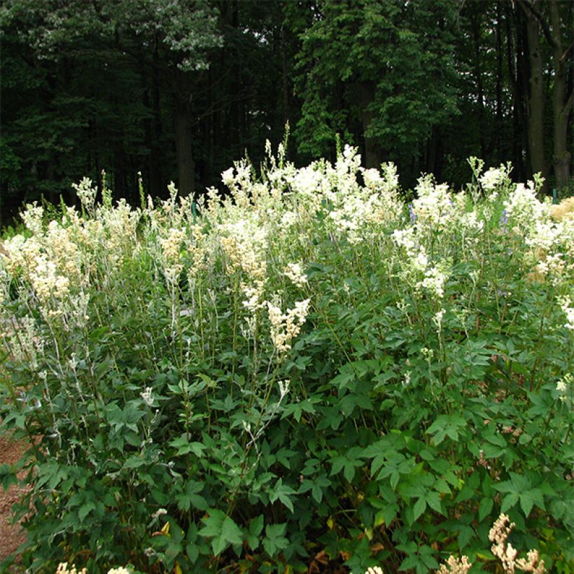 Filipendula ulmaria Plena - Reine des prés (Plant habit)