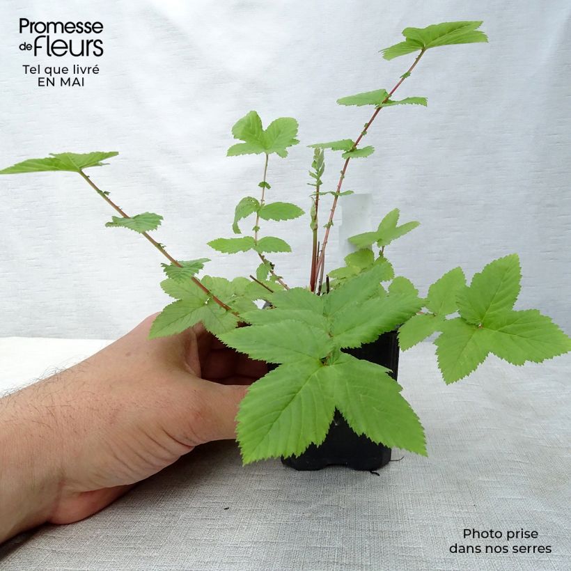 Example of Filipendula ulmaria Plena - Reine des prés Godet de 8/9 cm as you get in printemps