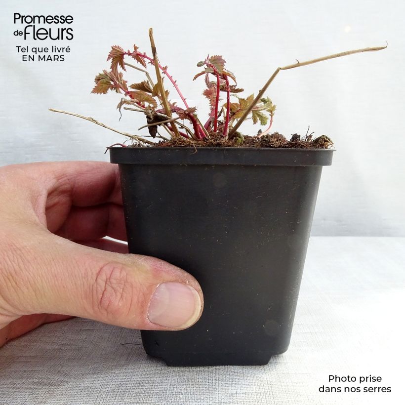 Example of Filipendula ulmaria - Reine des prés Godet de 8/9 cm as you get in printemps