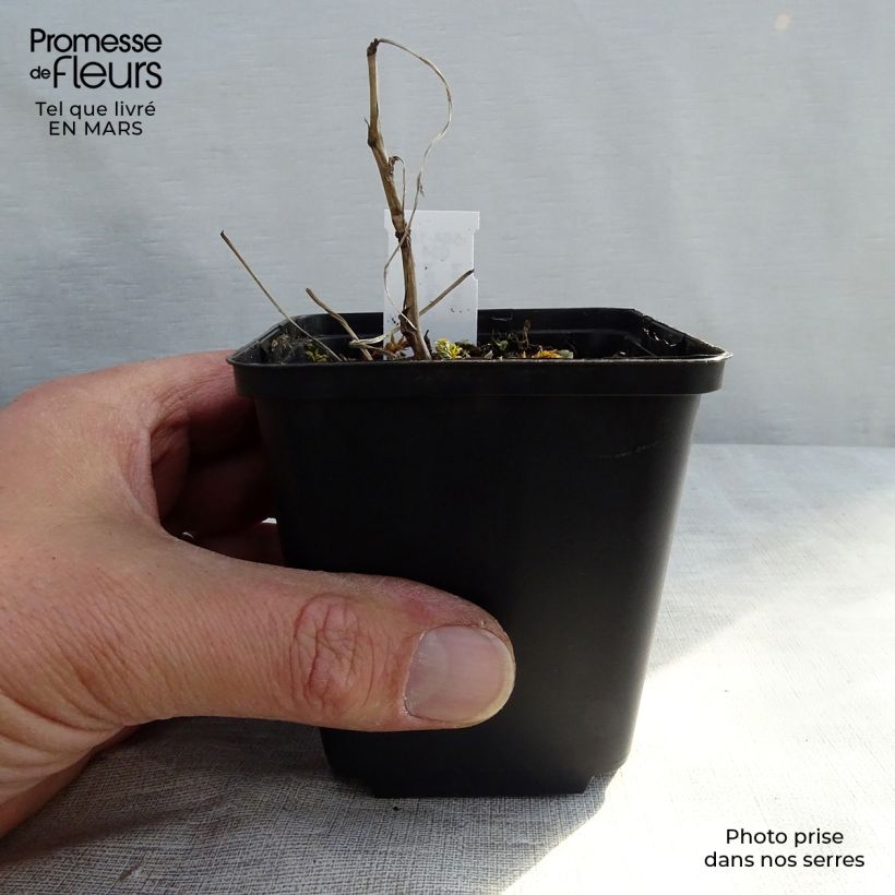 Example of Filipendula ulmaria Variegata - Reine des prés Godet de 8/9 cm as you get in printemps