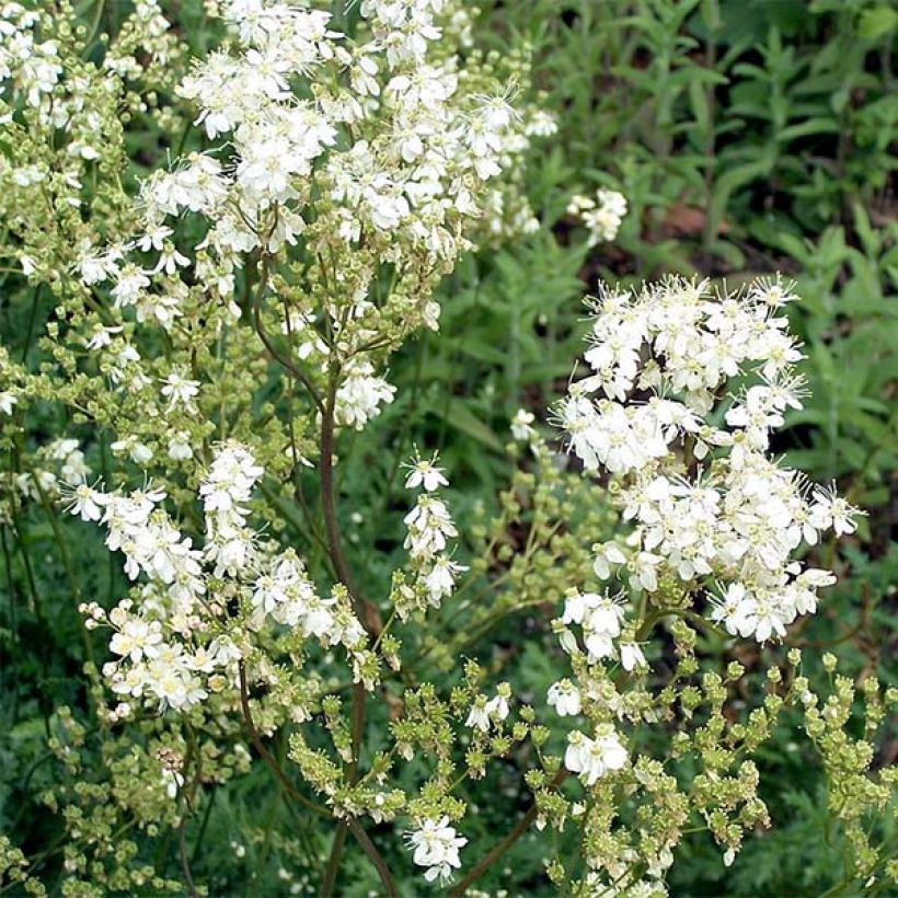Filipendula vulgaris - Filipendule commune (Flowering)