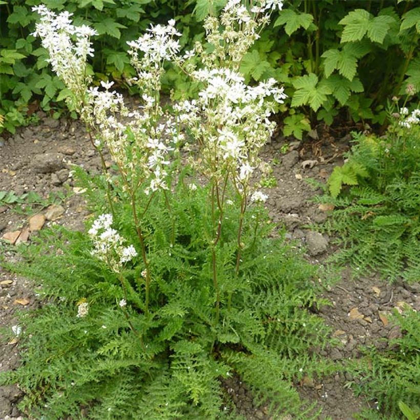 Filipendula vulgaris - Filipendule commune (Plant habit)