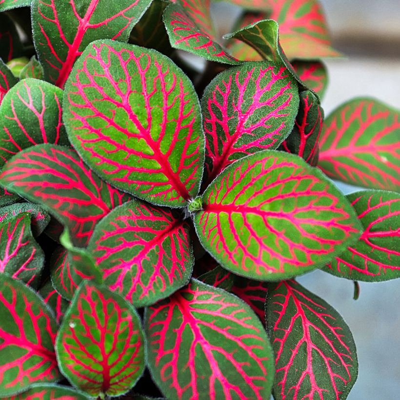 Fittonia Joly Josan Red (Feuillage)