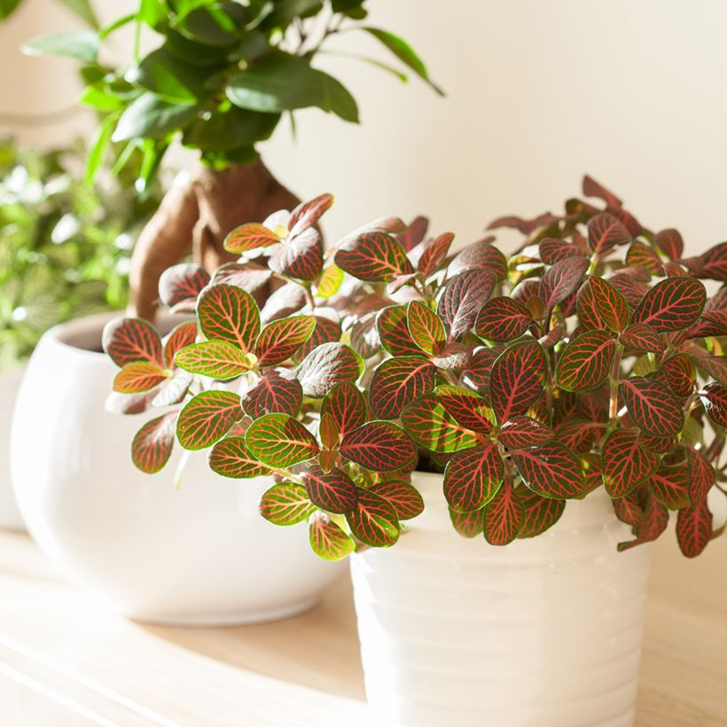 Fittonia Joly Josan Red (Port)
