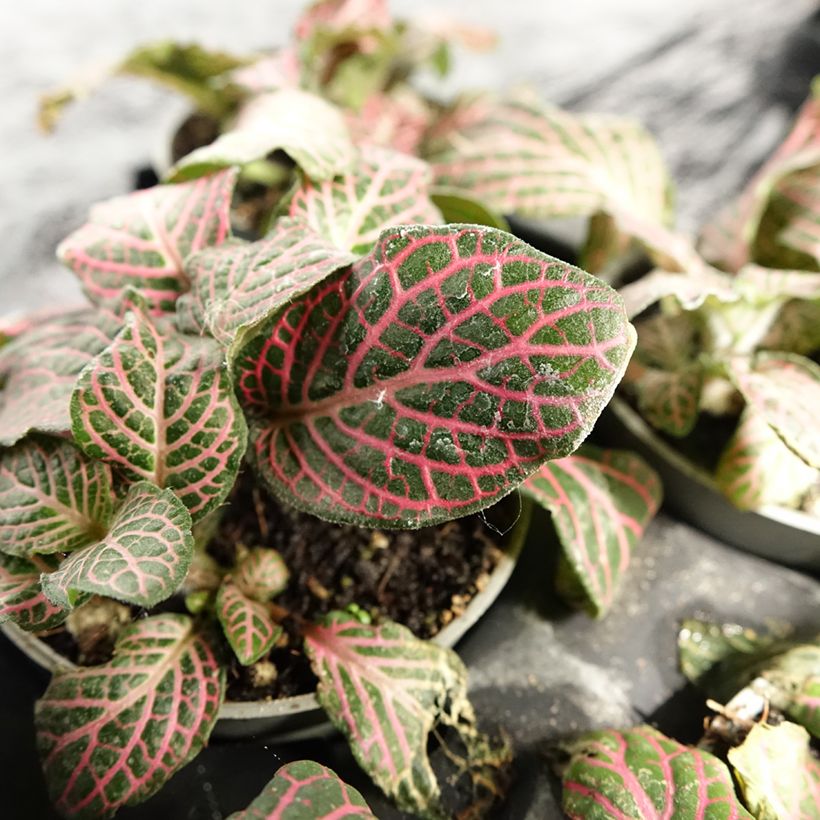 Fittonia Pink Special (Foliage)