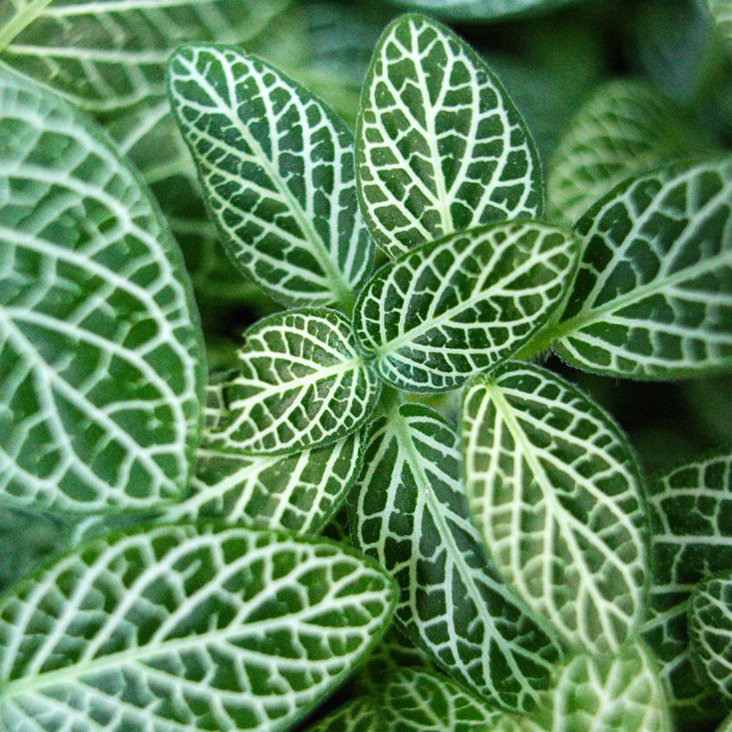 Fittonia Mini White (Feuillage)