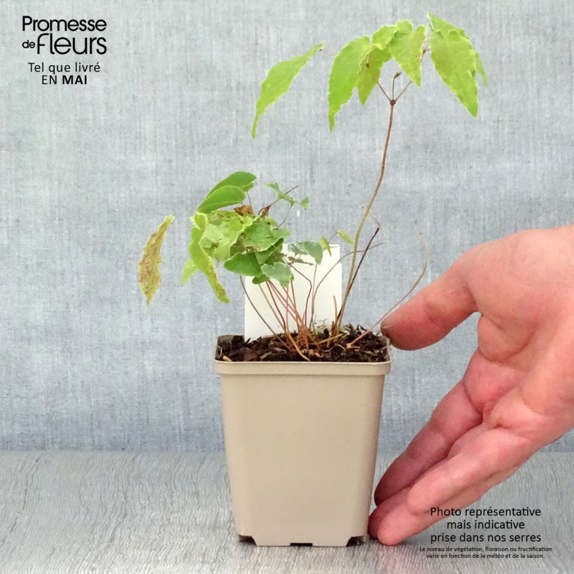 Example of Fleur des Elfes - Epimedium Amber Queen Godet de 8/9 cm as you get in printemps