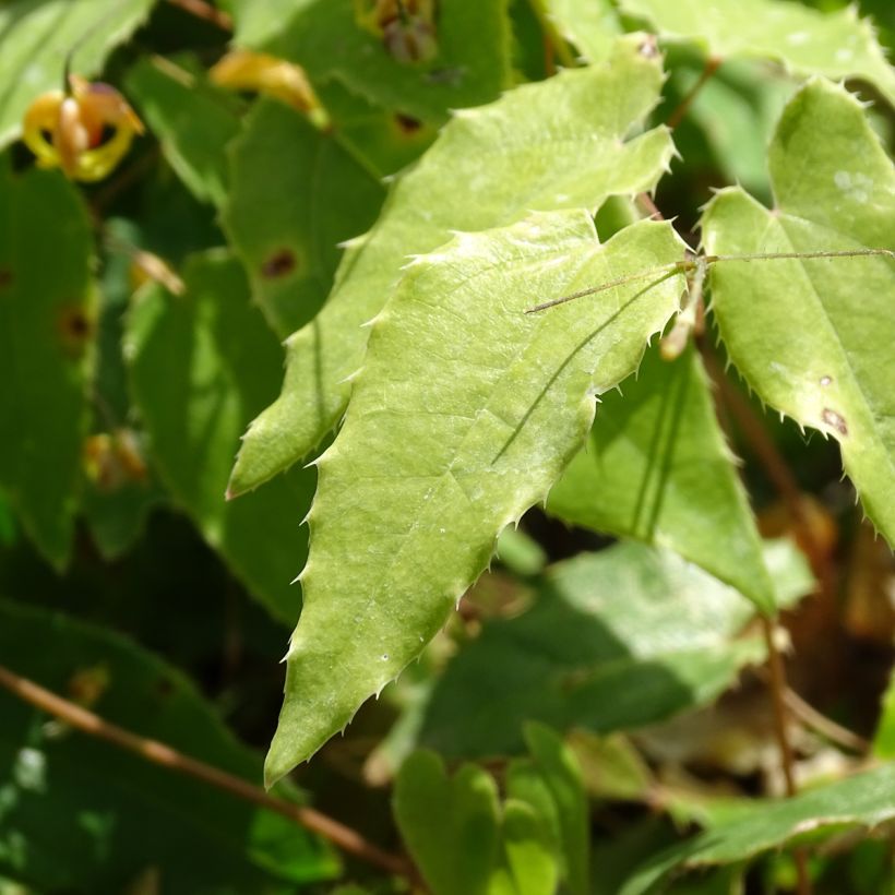 Fleur des Elfes - Epimedium Amber Queen (Foliage)