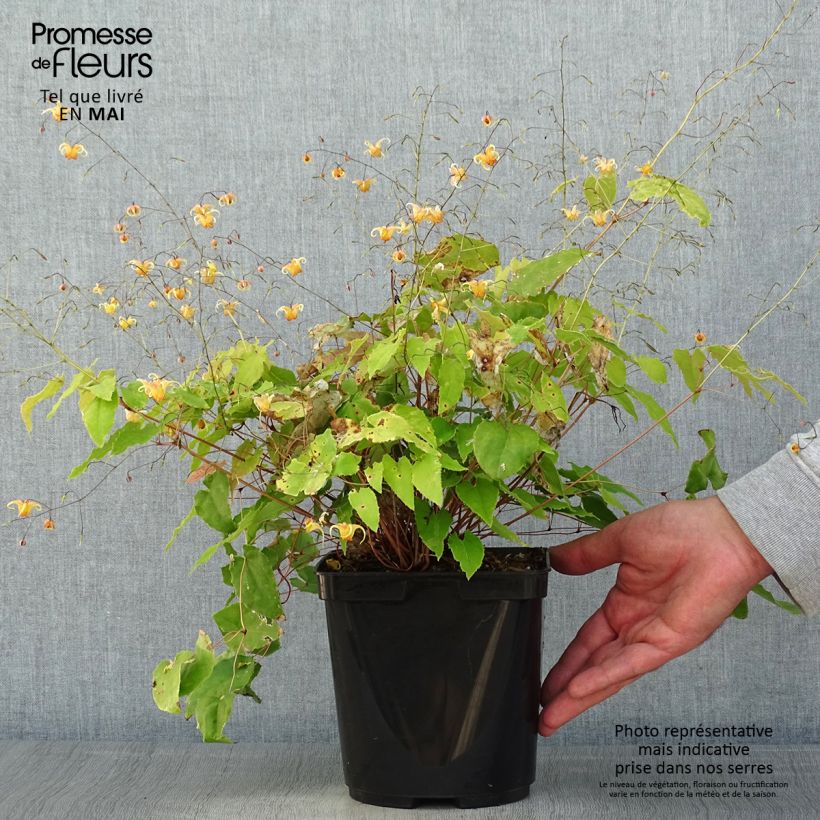 Example of Fleur des Elfes - Epimedium Amber Queen Pot de 3L/4L as you get in printemps