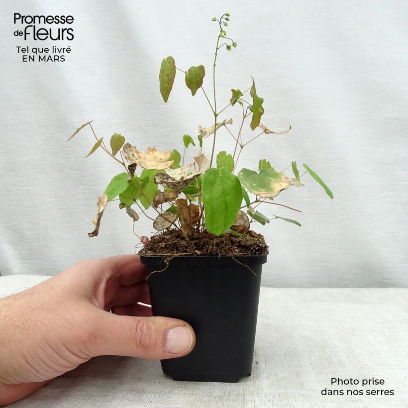 Spécimen de Fleur des Elfes - Epimedium Flower Of Sulphur Godet de 8/9 cm tel que livré au printemps