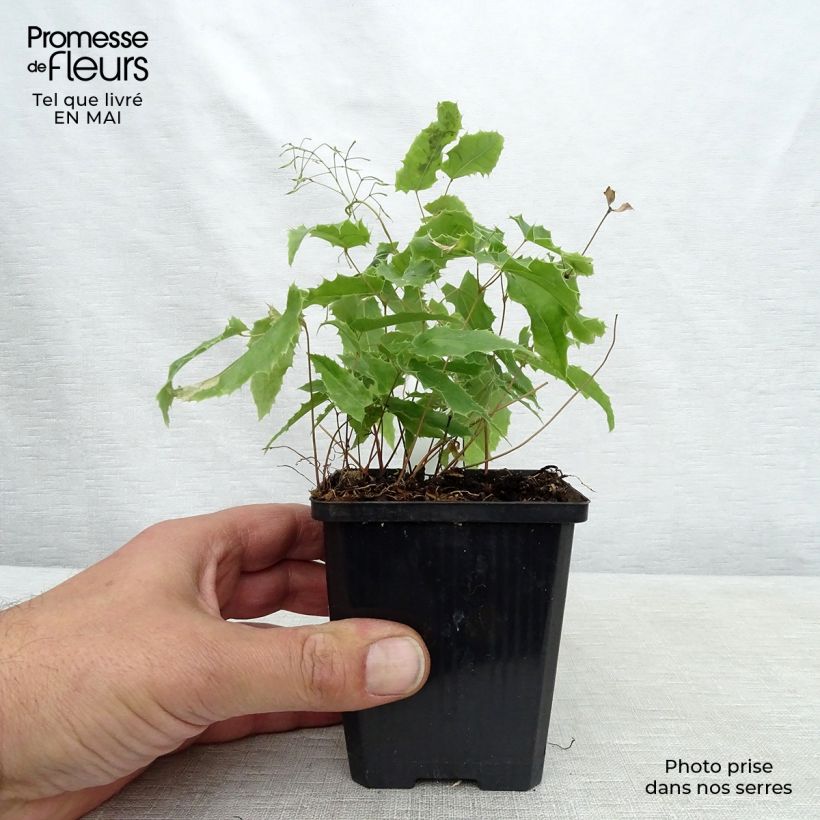 Example of Fleur des Elfes - Epimedium Sphinx Twinkler Godet de 8/9 cm as you get in printemps