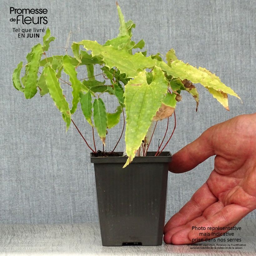 Spécimen de Fleur des Elfes - Epimedium Sphinx Twinkler Godet de 8/9 cm tel que livré en été