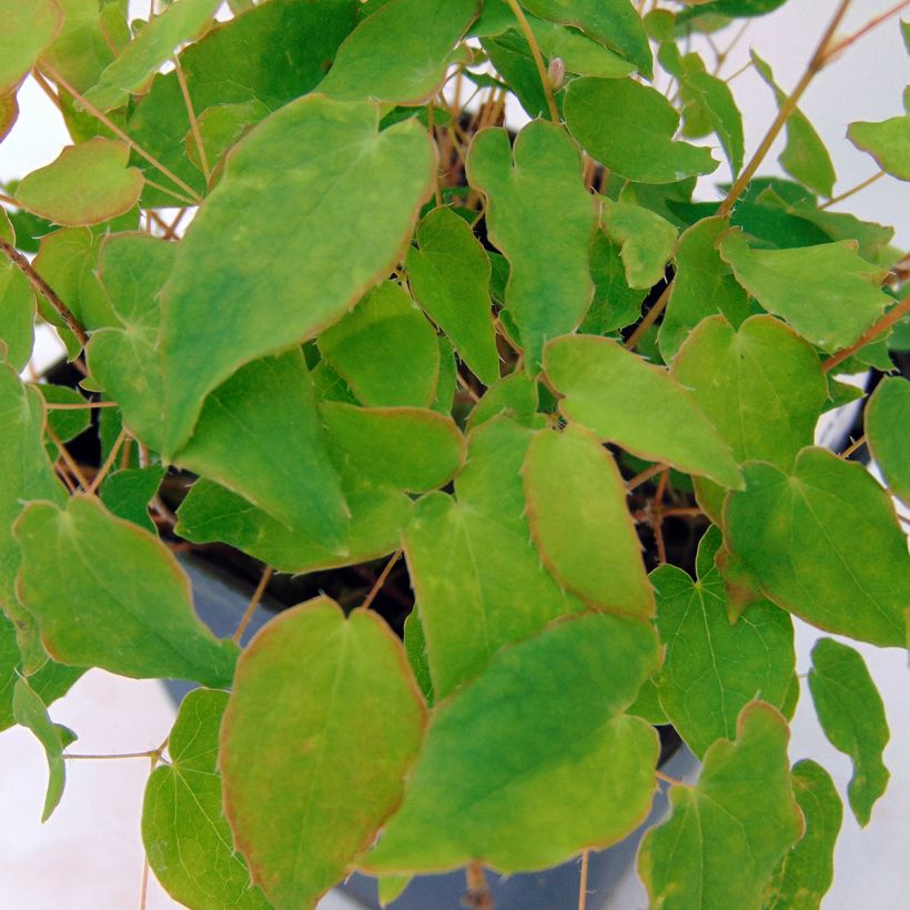 Fleur des Elfes - Epimedium grandiflorum Akebono (Foliage)