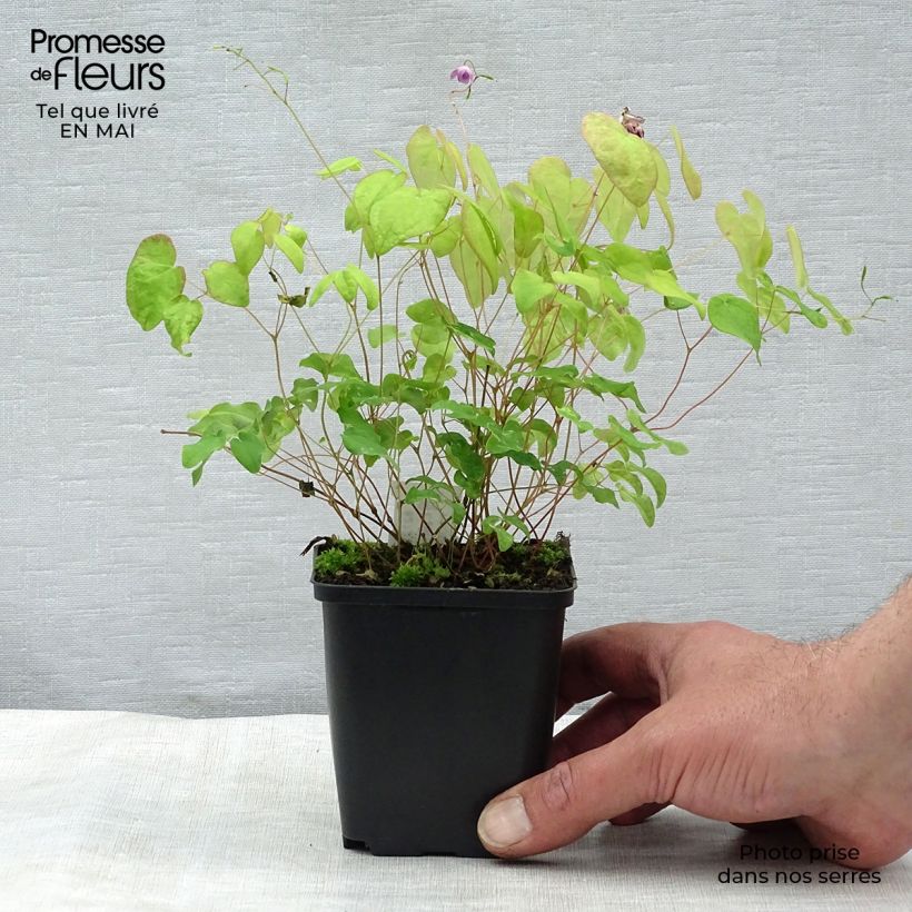 Example of Fleur des Elfes - Epimedium grandiflorum Akebono Godet de 8/9 cm as you get in printemps