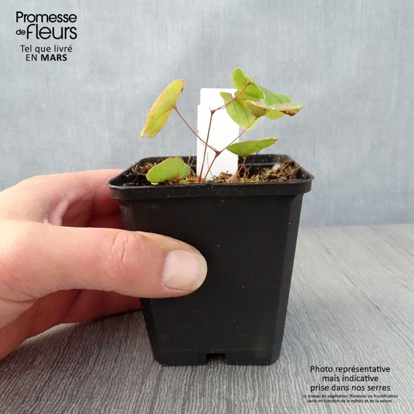 Example of Fleur des Elfes - Epimedium pubigerum Godet de 8/9 cm as you get in printemps