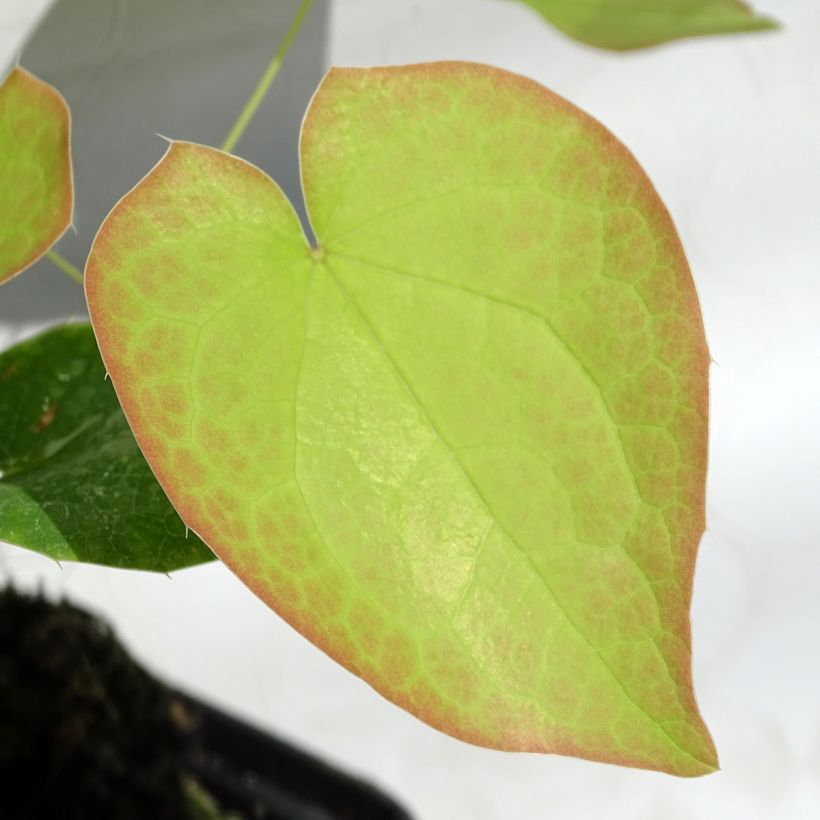 Fleur des Elfes - Epimedium  pubigerum Orangekönigin (Foliage)
