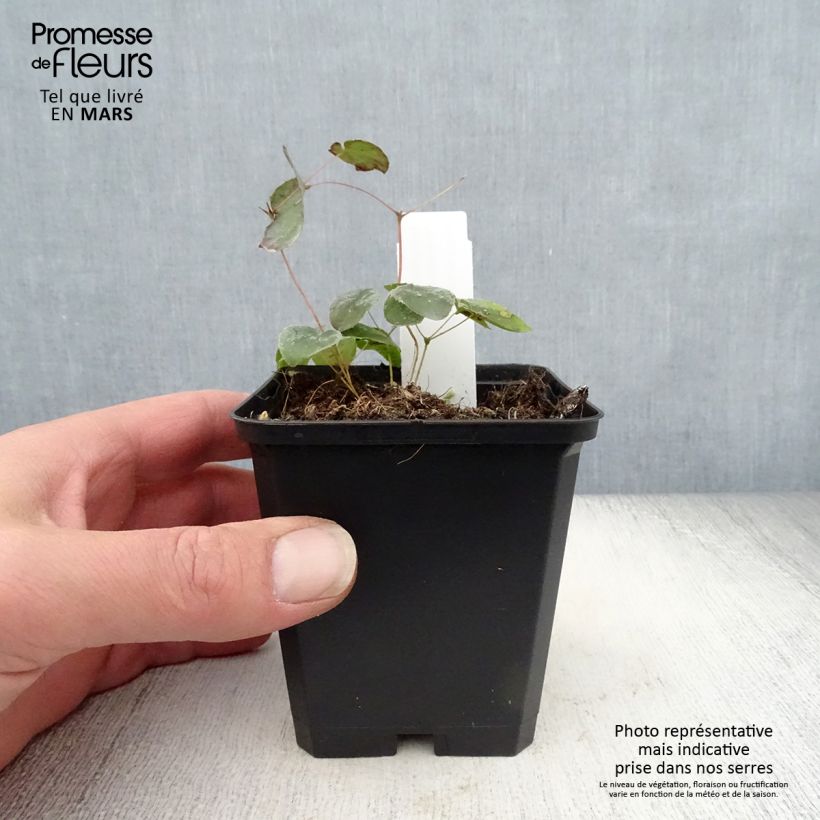 Example of Fleur des Elfes - Epimedium  pubigerum Orangekönigin Godet de 8/9 cm as you get in printemps