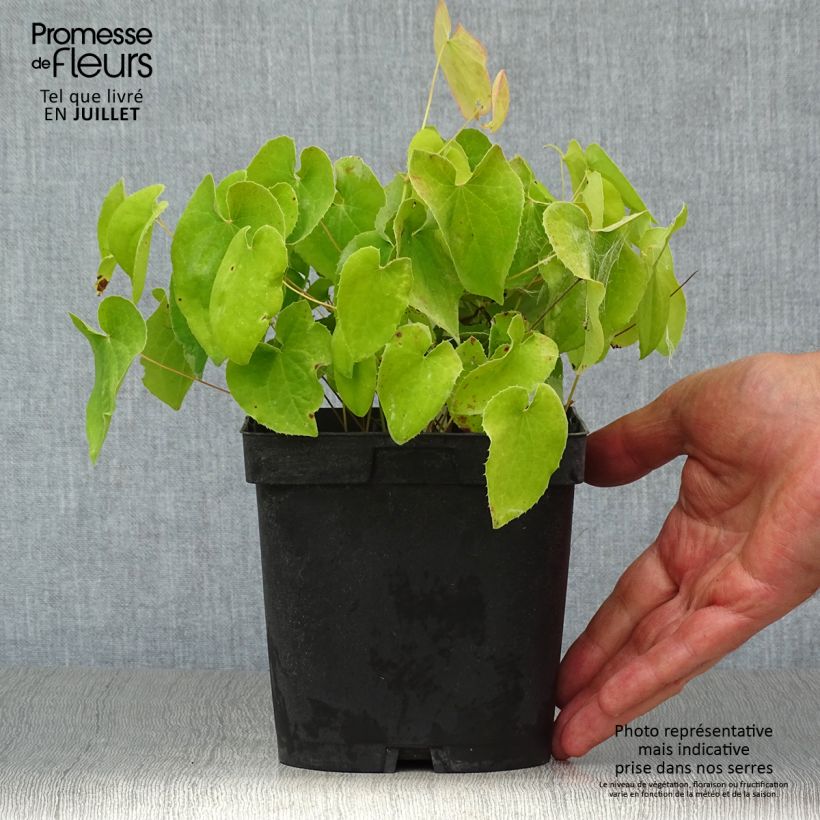 Spécimen de Fleur des Elfes - Epimedium x warleyense Orangekönigin Pot de 2L/3L tel que livré en été