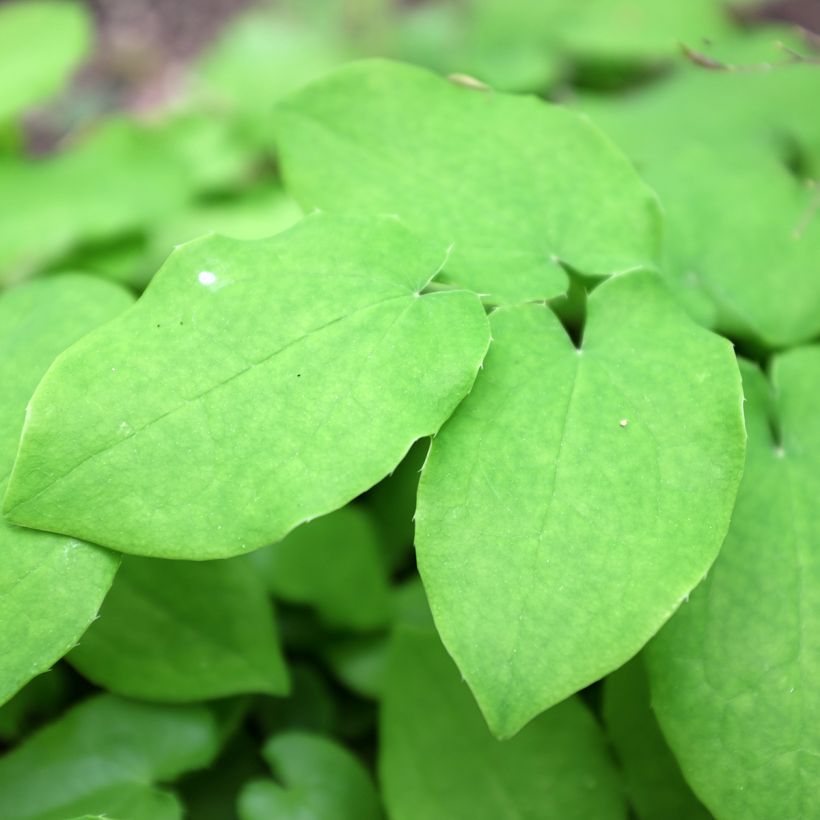 Fleur des Elfes - Epimedium pubigerum (Foliage)