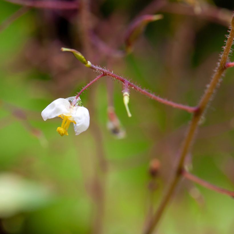 Fleur des Elfes - Epimedium pubigerum (Flowering)