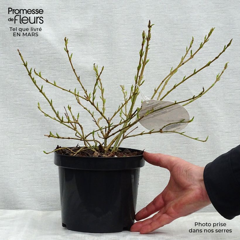 Example of Forsythia Marée d'Or - Mimosa de Paris Pot de 3L/4L as you get in printemps