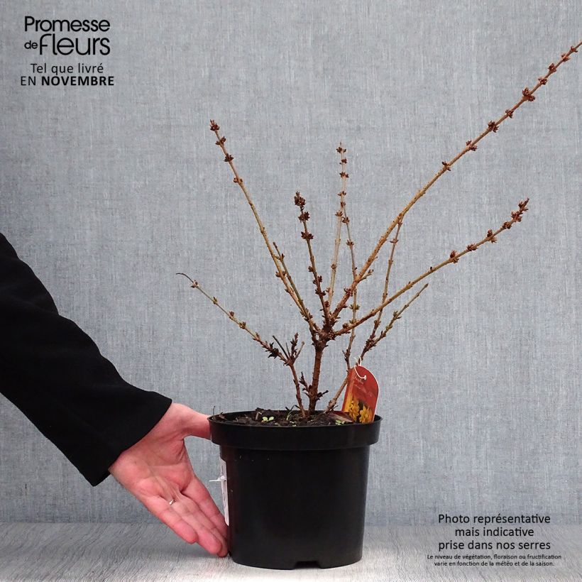 Spécimen de Forsythia Mêlée d'Or - Mimosa de Paris Pot de 3L/4L tel que livré en automne