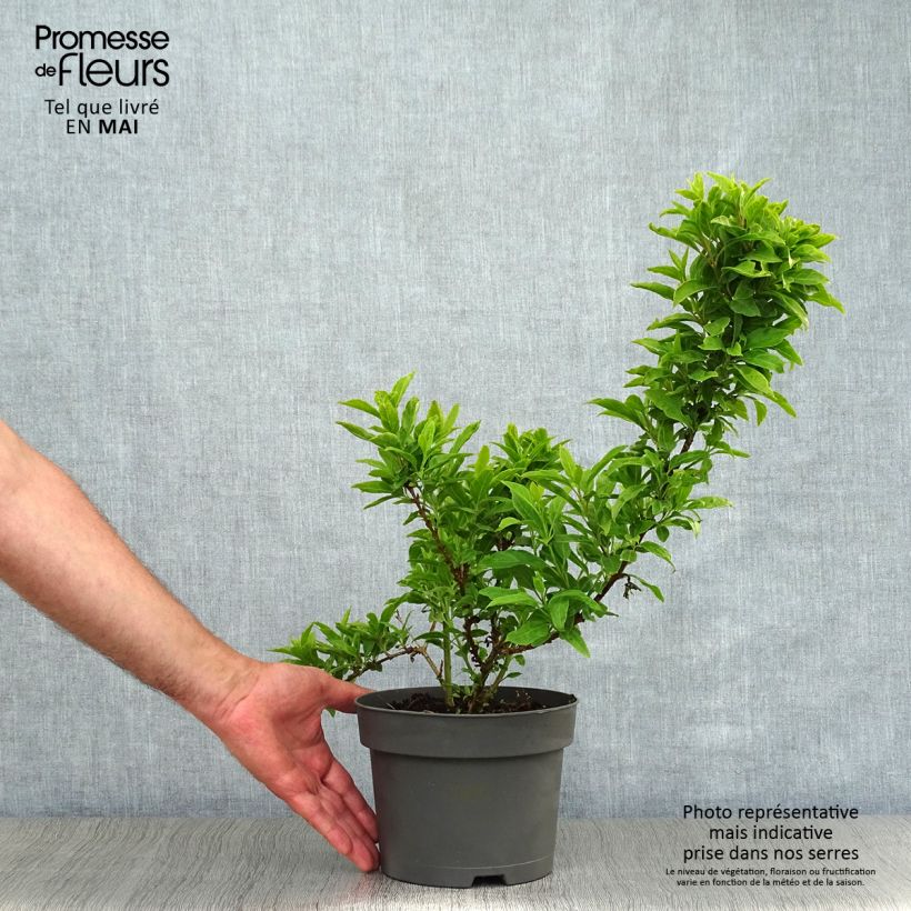 Example of Forsythia Mêlée d'Or - Mimosa de Paris Pot de 3L/4L as you get in printemps