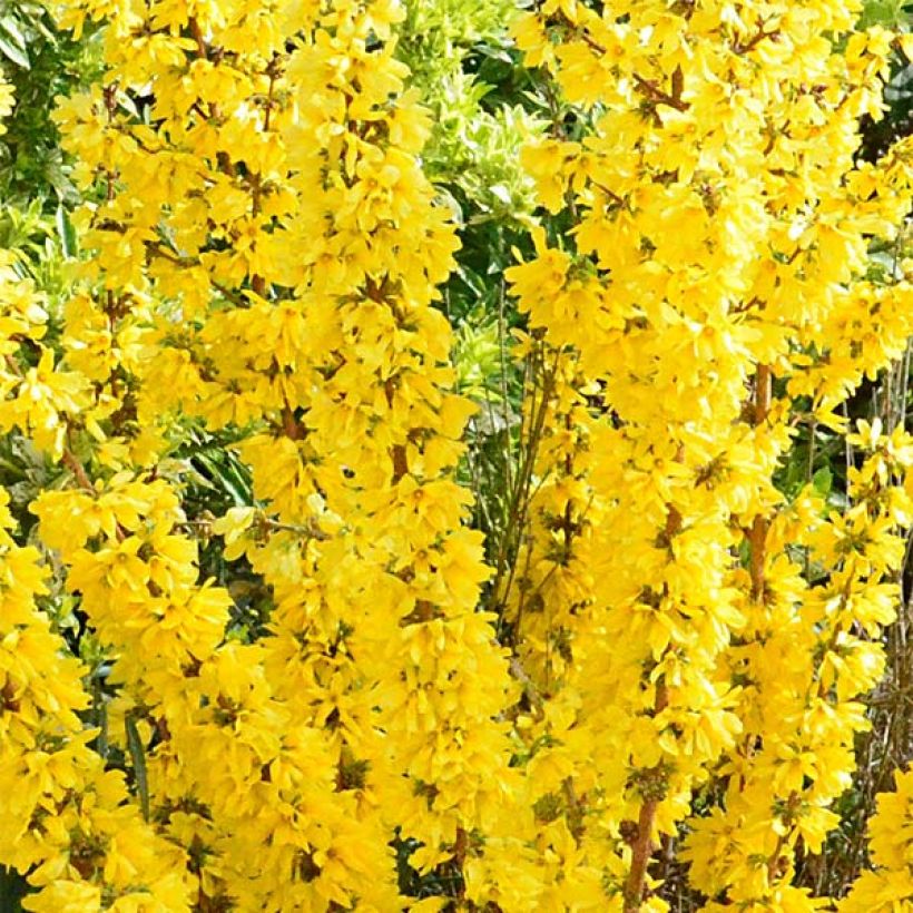 Forsythia Mikador - Mimosa de Paris (Flowering)