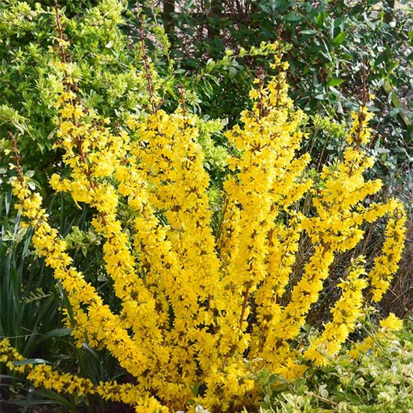Forsythia Mikador - Mimosa de Paris (Plant habit)