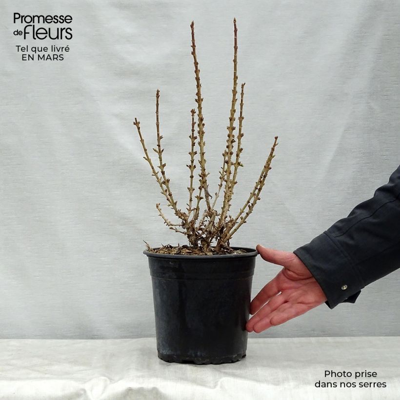 Example of Forsythia Nimbus - Mimosa de Paris nain Pot de 3L/4L as you get in printemps