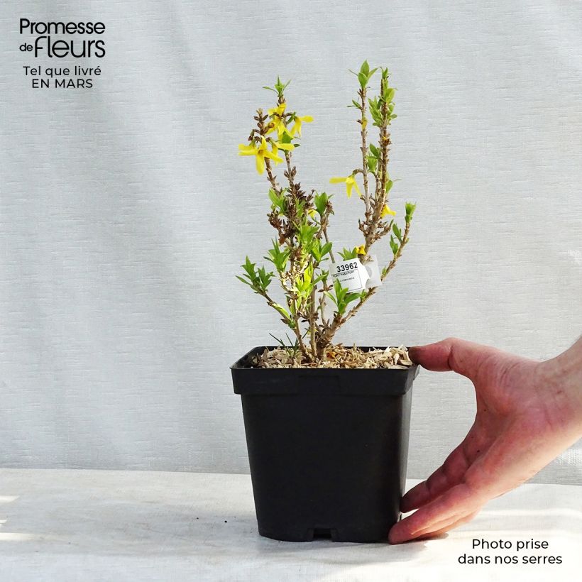 Example of Forsythia Nimbus - Mimosa de Paris nain Pot de 2L/3L as you get in hiver
