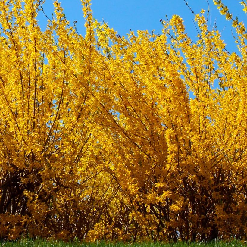 Forsythia intermedia Golden Times - Mimosa de Paris (Plant habit)