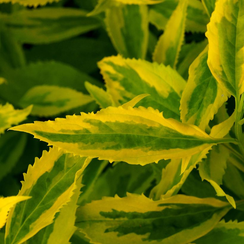 Forsythia intermedia Golden Times - Mimosa de Paris (Foliage)